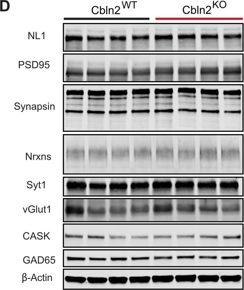 Fig.3.D showing Western Blotting from the publication: Distinct neurexin-cerebellin complexes control AMPA- and NMDA-receptor responses in a circuit-dependent manner.