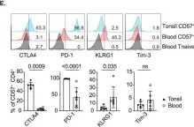 Fig.4.E showing Flow cytometry/Cell sorting from the publication: CTLA4 protects against maladaptive cytotoxicity during the differentiation of effector and follicular CD4+ T cells.