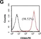 Fig.1.G showing Flow cytometry/Cell sorting from the publication: Amniotic fluid stem cells from EGFP transgenic mice attenuate hyperoxia-induced acute lung injury.
