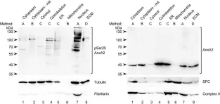 Fig.1.A showing Western Blotting in a Rattus norvegicus (Rat) sample from the publication: Post-translational modifications of Annexin A2 are linked to its association with perinuclear nonpolysomal mRNP complexes.