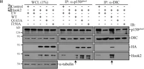 Fig.1.H showing Western Blotting in a Homo sapiens (Human) sample from the publication: The dynein adaptor Hook2 plays essential roles in mitotic progression and cytokinesis.
