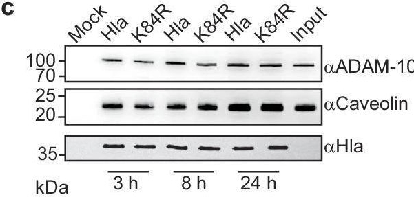 Fig.4.C showing Western Blotting from the publication: Post-translational toxin modification by lactate controls Staphylococcus aureus virulence.