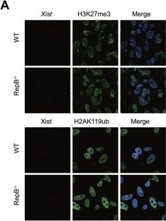 Fig.3.A showing Immunocytochemistry-immunofluorescence in a Mus musculus (House mouse) sample from the publication: Deletion of Xist repeat B disrupts cell cycle and asymmetric cell division through Usp9x hyperactivation in mice.