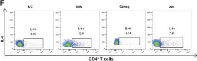 Fig.3.F showing Flow cytometry/Cell sorting in a Rattus norvegicus (Rat) sample from the publication: Canagliflozin reverses Th1/Th2 imbalance and promotes podocyte autophagy in rats with membranous nephropathy.