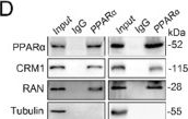 Fig.6.D showing Western Blotting from the publication: CRSP8-driven fatty acid metabolism reprogramming enhances hepatocellular carcinoma progression by inhibiting RAN-mediated PPARα nucleus-cytoplasm shuttling.