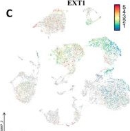 Fig.11.C showing Immunohistochemistry from the publication: Multi-Omics and Single-Cell Dissection Reveals EXT1 as a Glycosylation-Linked Therapeutic Target in Cancer.