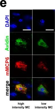 Fig.2.E showing Immunocytochemistry-immunofluorescence in a Mus musculus (House mouse) sample from the publication: Stress Affects Mast Cell Proteases in Murine Skin in a Model of Atopic Dermatitis-like Allergic Inflammation.