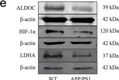 Fig.1.E showing Western Blotting in a Mus musculus (House mouse) sample from the publication: ALDOC modulates astrocytic glycolysis and AMPK/mTOR/HIF-1α signaling in Alzheimer's disease.