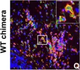 Fig.7.Q showing Immunocytochemistry-immunofluorescence in a Mus musculus (House mouse) sample from the publication: IFN-gamma signaling in the central nervous system controls the course of experimental autoimmune encephalomyelitis independently of the localization and composition of inflammatory foci.