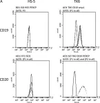 Fig.6.A showing Flow cytometry/Cell sorting from the publication: A novel in vitro 3D model of the human bone marrow to bridge the gap between in vitro and in vivo genotoxicity testing.