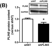 Perilipin 5 fine-tunes lipid oxidation to metabolic demand and protects against lipotoxicity in skeletal muscle.