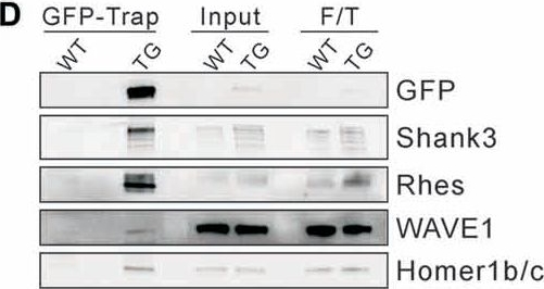 Fig.3.D showing Western Blotting in a Mus musculus (House mouse) sample from the publication: Striatal Transcriptome and Interactome Analysis of Shank3-overexpressing Mice Reveals the Connectivity between Shank3 and mTORC1 Signaling.