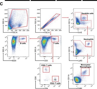 Fig.4.C showing Flow cytometry/Cell sorting from the publication: A Zinc- and Calcium-Rich Lysosomal Nanoreactor Rescues Monocyte/Macrophage Dysfunction under Sepsis.