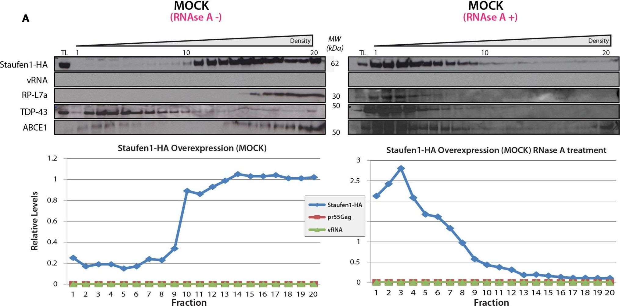 Fig.5.A showing Western Blotting in a Homo sapiens (Human) sample from the publication: Characterization of staufen1 ribonucleoproteins by mass spectrometry and biochemical analyses reveal the presence of diverse host proteins associated with human immunodeficiency virus type 1.