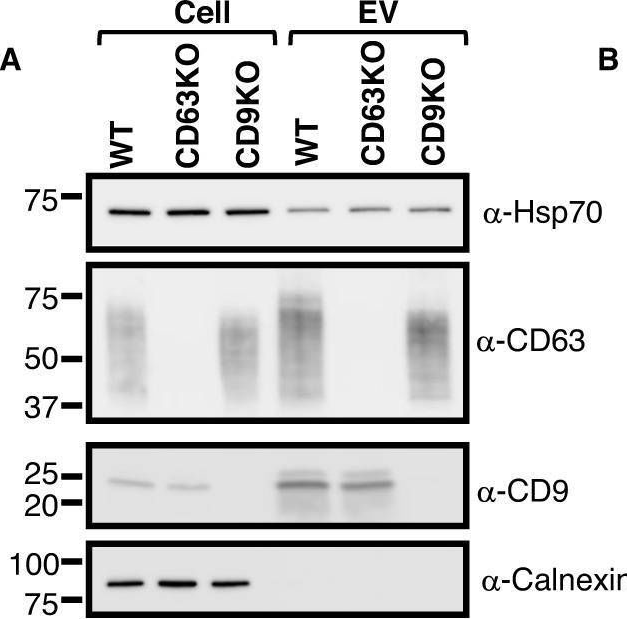 Fig.2.A showing Western Blotting in a Homo sapiens (Human) sample from the publication: Lack of involvement of CD63 and CD9 tetraspanins in the extracellular vesicle content delivery process.