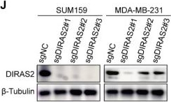 Fig.6.J showing Western Blotting in a Homo sapiens (Human) sample from the publication: eNAMPT/Ac-STAT3/DIRAS2 Axis Promotes Development and Cancer Stemness in Triple-Negative Breast Cancer by Enhancing Cytokine Crosstalk Between Tumor-Associated Macrophages and Cancer Cells.