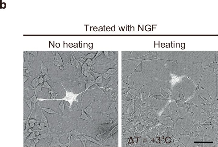 Fig.3.B from the publication: Implication of thermal signaling in neuronal differentiation revealed by manipulation and measurement of intracellular temperature.