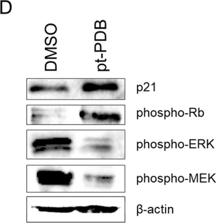 Fig.3.D showing Western Blotting in a Homo sapiens (Human) sample from the publication: Chemical screening identifies the anticancer properties of Polyporous tuberaster.