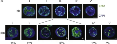 Fig.1.B showing Immunocytochemistry-immunofluorescence from the publication: DNA synthesis is required for reprogramming mediated by stem cell fusion.