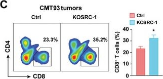 Fig.2.C showing Flow cytometry/Cell sorting in a Mus musculus (House mouse) sample from the publication: Targeting Nuclear Receptor Coactivator SRC-1 Prevents Colorectal Cancer Immune Escape by Reducing Transcription and Protein Stability of PD-L1.