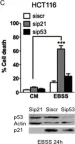 Fig.1.C showing Western Blotting in a Homo sapiens (Human) sample from the publication: Serum-nutrient starvation induces cell death mediated by Bax and Puma that is counteracted by p21 and unmasked by Bcl-x(L) inhibition.