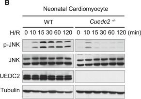 Fig.3.B showing Western Blotting in a Mus musculus (House mouse) sample from the publication: CUEDC2 modulates cardiomyocyte oxidative capacity by regulating GPX1 stability.