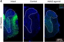 Fig.6.D showing Immunohistochemistry-immunofluorescence in a Mus musculus (House mouse) sample from the publication: Pharmacological Microglial Inhibition Remodels the Scar Microenvironment to Support Reticulospinal Circuit Reconstruction After Spinal Cord Injury.