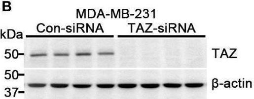 Fig.1.B showing Western Blotting in a Homo sapiens (Human) sample from the publication: TAZ is involved in breast cancer cell migration via regulating actin dynamics.
