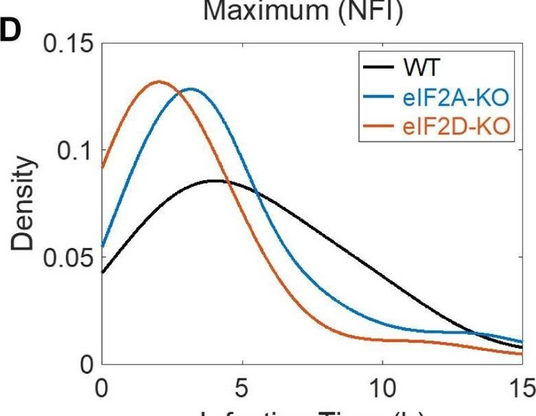 Fig.13.D from the publication: The enterovirus genome can be translated in an IRES-independent manner that requires the initiation factors eIF2A/eIF2D.