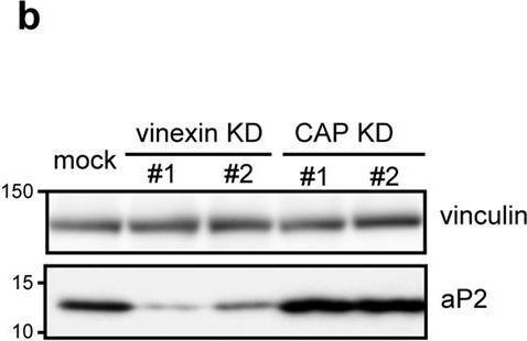 Fig.4.B showing Western Blotting from the publication: Vinexin family (SORBS) proteins regulate mechanotransduction in mesenchymal stem cells.