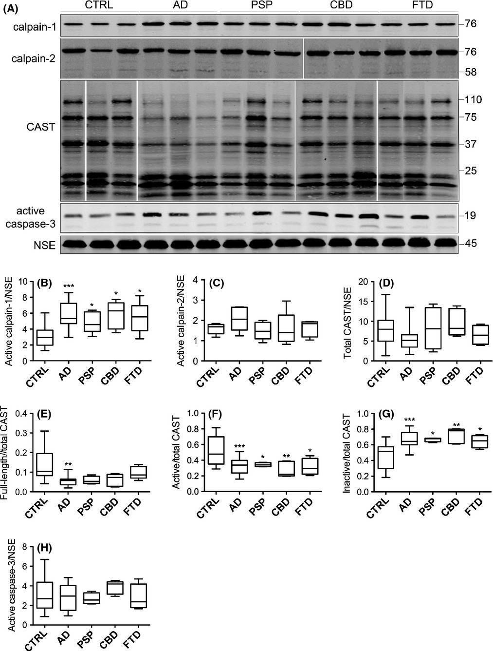 Fig.1.A showing Western Blotting from the publication: Calpain cleavage and inactivation of the sodium calcium exchanger-3 occur downstream of Aβ in Alzheimer's disease.