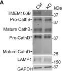 Fig.4.A showing Western Blotting in a Mus musculus (House mouse) sample from the publication: TMEM106B regulates microglial proliferation and survival in response to demyelination.