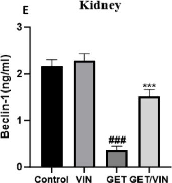 Fig.4.E showing Enzyme-linked immunosorbent assay from the publication: Vincamine induces cytoprotective autophagy via regulation of ampk/mtor signaling pathway in gentamicin-induced hepatotoxicity and nephrotoxicity in rats.
