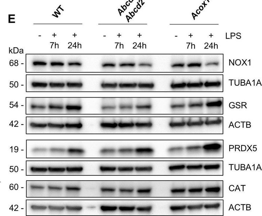 Fig.2.E showing Western Blotting in a Mus musculus (House mouse) sample from the publication: Impaired peroxisomal beta-oxidation in microglia triggers oxidative stress and impacts neurons and oligodendrocytes.