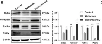 Fig.5.B showing Western Blotting in a Rattus norvegicus (Rat) sample from the publication: Metformin Inhibits Lipid Droplets Fusion and Growth via Reduction in Cidec and Its Regulatory Factors in Rat Adipose-Derived Stem Cells.