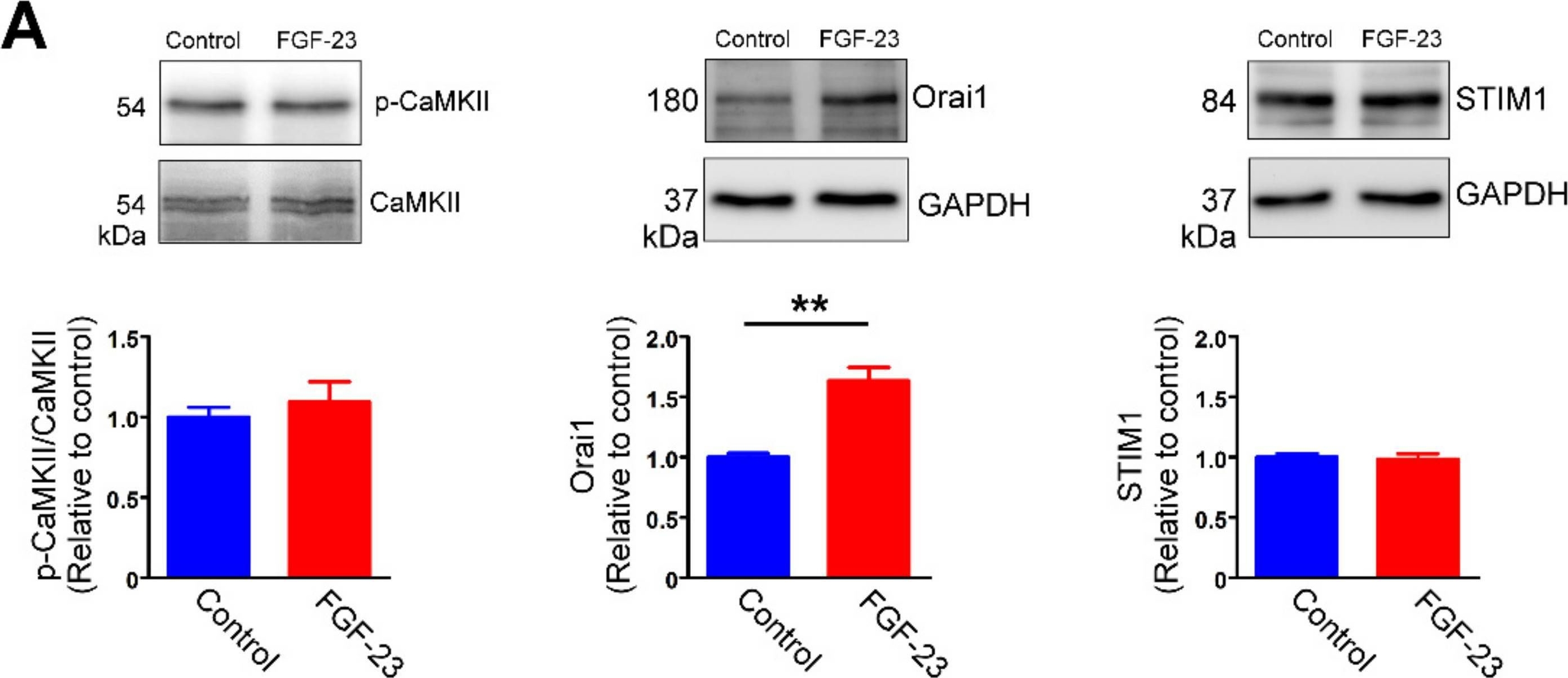 Fig.7.A showing Western Blotting from the publication: Fibroblast Growth Factor 23 Stimulates Cardiac Fibroblast Activity through Phospholipase C-Mediated Calcium Signaling.