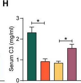 Fig.2.H showing Enzyme-linked immunosorbent assay from the publication: Activation of BZW1 by CEBPB in macrophages promotes eIF2α phosphorylation-mediated metabolic reprogramming and endoplasmic reticulum stress in MRL/lpr lupus-prone mice.