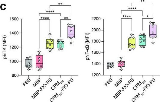 Fig.4.C showing Flow cytometry/Cell sorting in a Mus musculus (House mouse) sample from the publication: Profiling Germinal Center-like B Cell Responses to Conjugate Vaccines Using Synthetic Immune Organoids.