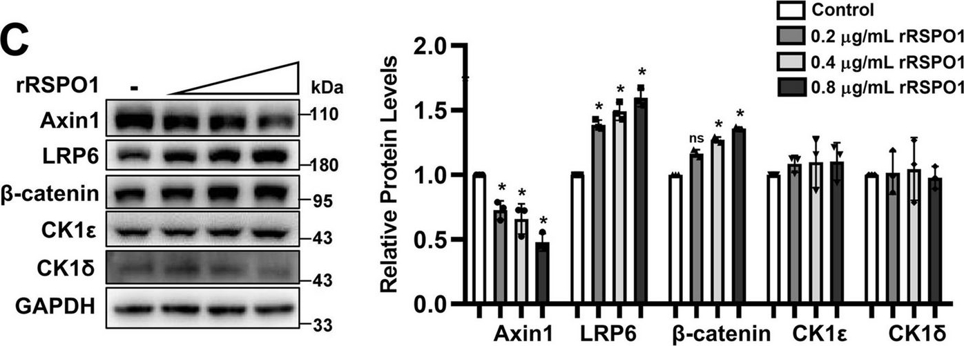 Fig.1.C showing Western Blotting in a Homo sapiens (Human) sample from the publication: R-spondin-1 induces Axin degradation via the LRP6-CK1ε axis.