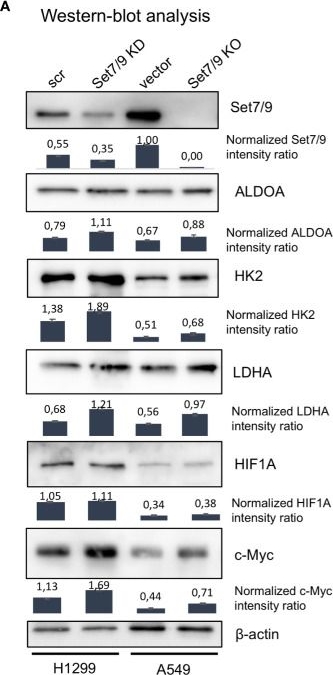 Fig.2.A showing Western Blotting in a Homo sapiens (Human) sample from the publication: p53-Independent Effects of Set7/9 Lysine Methyltransferase on Metabolism of Non-Small Cell Lung Cancer Cells.