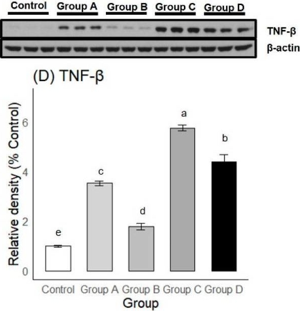 Fig.8.D showing Western Blotting in a Rattus norvegicus (Rat) sample from the publication: The Disease-Modifying Effects of a Single Intra-Articular Corticosteroid Injection during the Freezing Phase of Frozen Shoulder in an Animal Model.