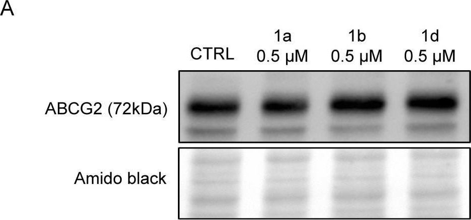 Fig.5.A showing Western Blotting from the publication: Selective Inhibition of the ABCG2 Transporter by Primaquine Derivatives Reverses the Multidrug Resistance of Tumor Cells.