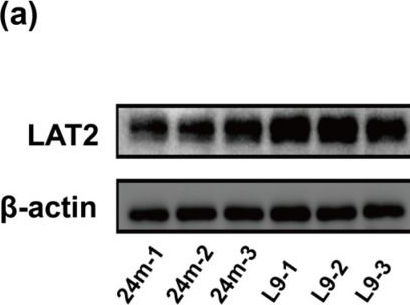 Fig.3.A showing Western Blotting in a Mus musculus (House mouse) sample from the publication: Lactobacillus paracasei L9 Improves Amino Acid Absorption in Aged Mice via Enhanced LAT2 Expression Through the Akt/mTOR Pathway.