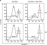 Fig.4.C showing Flow cytometry/Cell sorting from the publication: Armc5 deletion causes developmental defects and compromises T-cell immune responses.