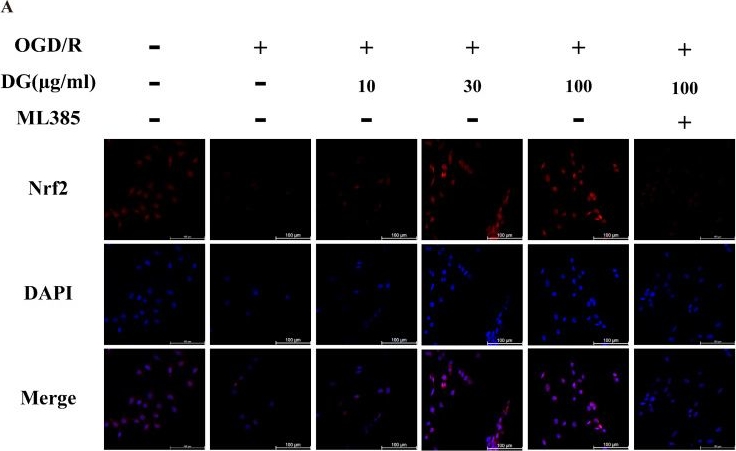 Fig.7.A showing Immunocytochemistry-immunofluorescence from the publication: Danshen (Salvia miltiorrhiza Buge)-Gegen (Pueraria lobata (Willd.) Ohwi) Herb Pair Inhibits Ferroptosis After Ischemia-Reperfusion Injury Involving the Nrf2/System xc-/GPX4 Axis.