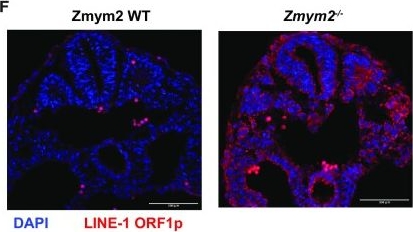 Fig.2.F showing Immunohistochemistry-immunofluorescence in a Mus musculus (House mouse) sample from the publication: ZMYM2 is essential for methylation of germline genes and active transposons in embryonic development.