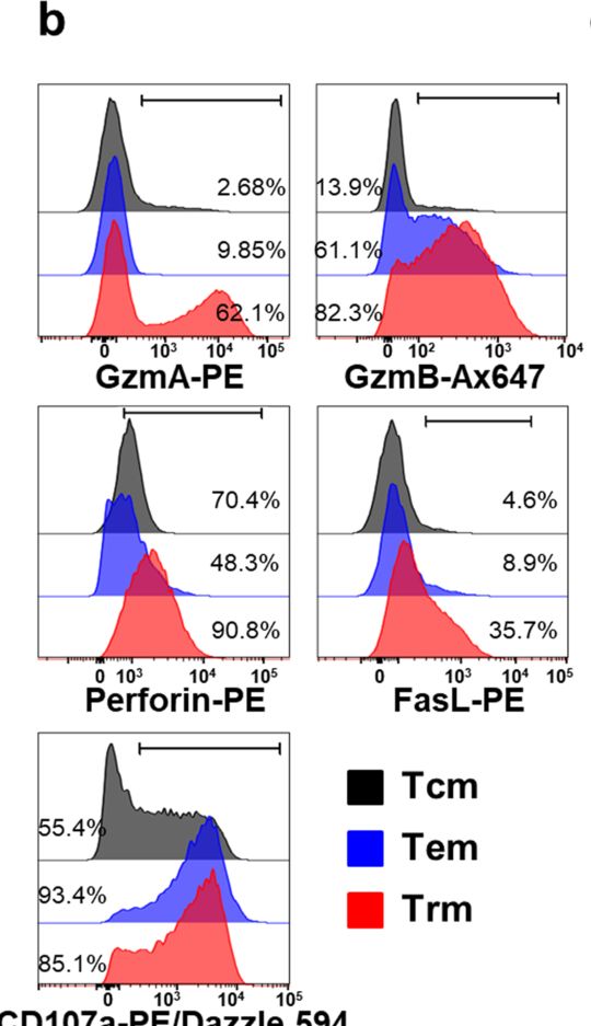 Fig.3.B showing Flow cytometry/Cell sorting in a Mus musculus (House mouse) sample from the publication: Targeting pathogenic CD8+ tissue-resident T cells with chimeric antigen receptor therapy in murine autoimmune cholangitis.