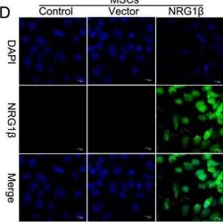 Fig.1.D showing Immunocytochemistry-immunofluorescence from the publication: NRG1β-overexpressing mesenchymal stem cell-derived exosomes alleviate oxygen-glucose deprivation-mediated neuronal injury via the miR-296-3p/MAOA axis.