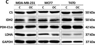Fig.2.C showing Western Blotting in a Homo sapiens (Human) sample from the publication: Oleocanthal Induces Mitochondrial Dysfunction in Breast Cancer Cell Lines Depending on c-MET Expression.