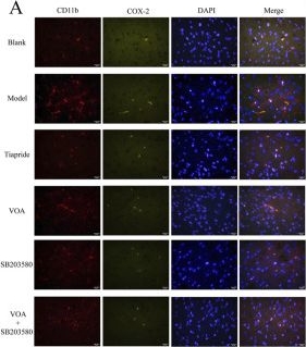 Fig.5.A showing Immunocytochemistry-immunofluorescence in a Rattus norvegicus (Rat) sample from the publication: The volatile oil of Acorus tatarinowii schott significantly attenuates neuroinflammatory damage in a rat model of tourette syndrome by inhibiting the p38 MAPK/NLRP3/STAT3 signaling pathway.